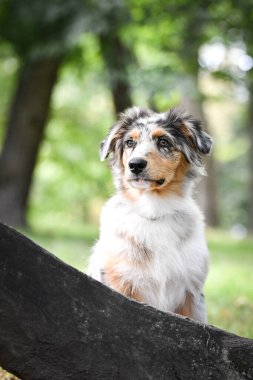 Avustralya çoban köpeğinin yavrusu doğada oturuyor. Parkın yaz doğası.