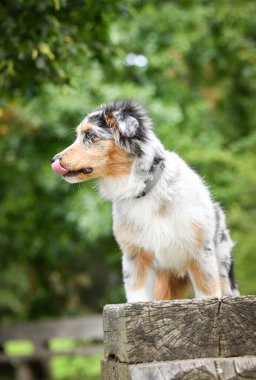 Avustralya çoban köpeği yavrusu doğanın içinde duruyor. Parkın yaz doğası.