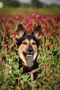 Köpek kırmızı yonca içinde yatıyor. Çok komik bir yüzü var, gülümsüyor.
