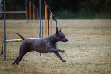 Köpek engellerin üzerinden atlıyor. Czech çeviklik özel eğitiminde harika bir gün.