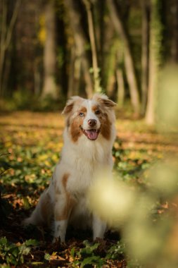 Avustralyalı çoban ormanda oturuyor. Sonbahar portresi..