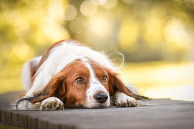 Kooikerhondje bankta yatıyor. Çok tatlı bir köpek..