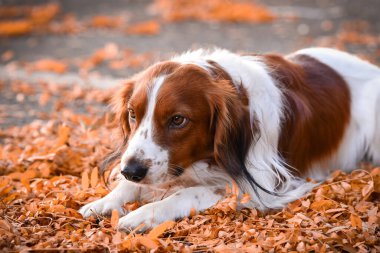 Kooikerhondje sonbahar yapraklarında yatıyor. Çok tatlı bir köpek..