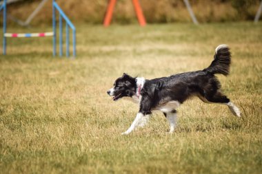 Köpek engellerin üzerinden atlıyor. Czech çeviklik özel eğitiminde harika bir gün.