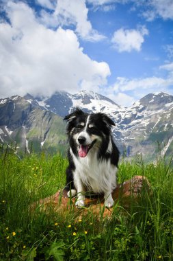 Border Collie 'nin portresi Glossglockner yakınlarında Avusturya' da oturuyor..