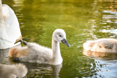 Yaz sularında beyaz kuğu sürüsü. Sudaki kuğular. Beyaz kuğular. Suda yüzen güzel beyaz kuğular. Yiyecek arayan kuğular. seçici odak.