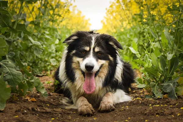 Çiçek Tarlasında Gülümseyen Bir Çoban Köpeği Yetişkin Sınır Köpeği Sarı — Stok fotoğraf