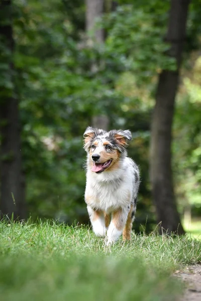 Valp Australier Herde Körs Naturen Sommar Natur Parken — Stockfoto