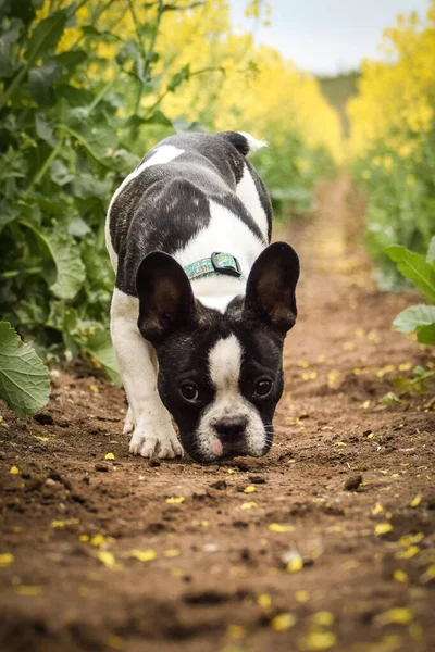 Welpe Einer Französischen Bulldogge Läuft Gelbem Colza Rennt Für Seinen — Stockfoto