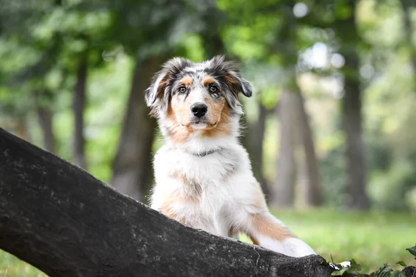 Valp Australier Herde Sitter Naturen Sommar Natur Parken — Stockfoto