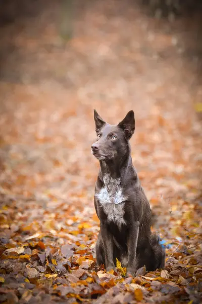 Border Collie Está Sentado Bosque Portret Otoño —  Fotos de Stock