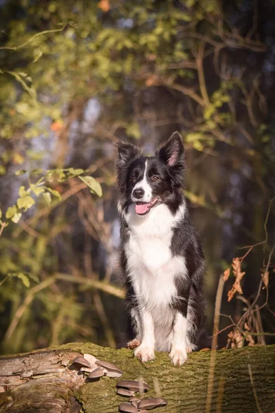 Granica Collie Siedzi Lesie Jest Jesienny Portret — Zdjęcie stockowe