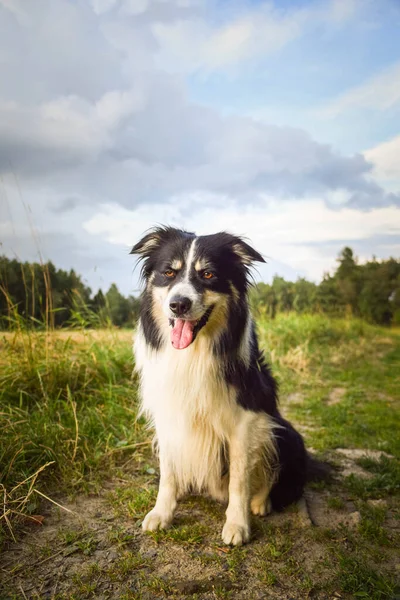 Border Collie Çimlerin Üzerinde Oturuyor Çok Çılgın Bir Köpek — Stok fotoğraf