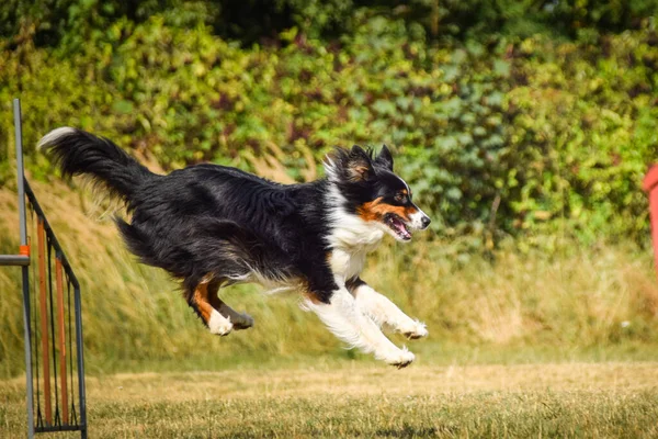 Perro Está Saltando Por Encima Los Obstáculos Increíble Día Agilidad —  Fotos de Stock