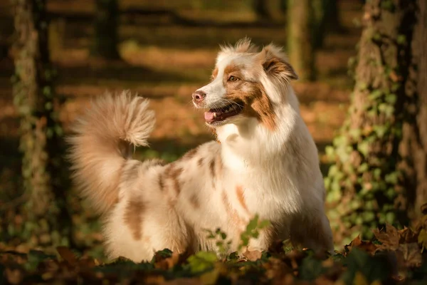 Australischer Schäferhund Steht Wald Ist Herbst — Stockfoto