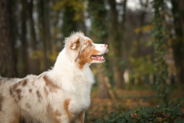 Australischer Schäferhund Steht Wald Ist Herbst — Stockfoto