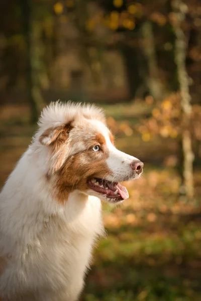 Australian Shepherd Standing Forest Autumn Portret — Stock Photo, Image