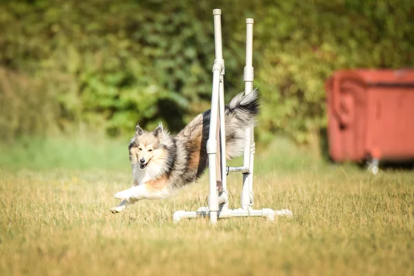 犬はハードルを飛び越えている チェコ語の敏捷性プライベートトレーニングで素晴らしい一日 — ストック写真