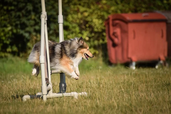 Köpek Engellerin Üzerinden Atlıyor Czech Çeviklik Özel Eğitiminde Harika Bir — Stok fotoğraf