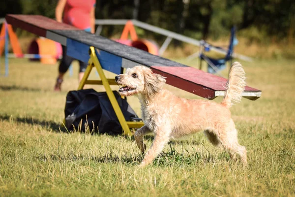 Pes Přeskakuje Překážky Úžasný Den Českém Tréninku Agility Privat — Stock fotografie