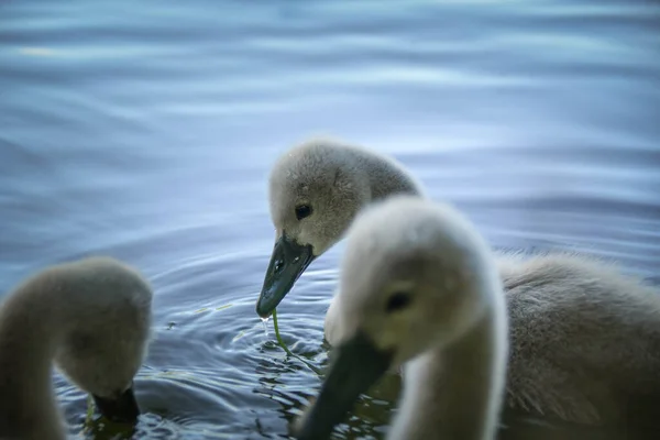 White swan flock in summer water. Swans in water. White swans. Beautiful white swans floating on the water. swans in search of food. selective focus.