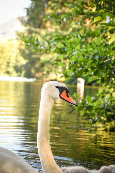 White Swan Flock Summer Water Swans Water White Swans Beautiful — Stock Photo, Image