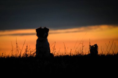 Sınır çoban köpeği ve Yorkshire gün batımında oturuyorlar. Güneşte inanılmaz bir yürüyüş. Güneşli harika bir akşam..