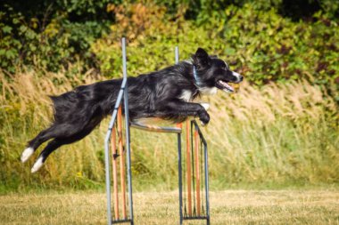 Köpek engellerin üzerinden atlıyor. Czech çeviklik özel eğitiminde harika bir gün.