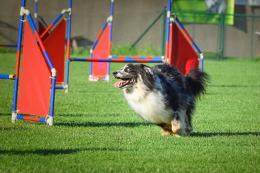 Köpek engellerin üzerinden atlıyor. Czech çeviklik özel eğitiminde harika bir gün.