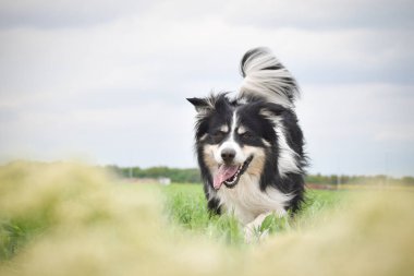 Border collie sarı kolzada koşuyor. Ekmekçisi için koşuyor.