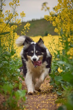 Border collie sarı kolzada koşuyor. Ekmekçisi için koşuyor.
