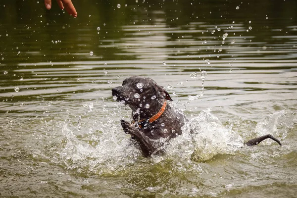 Köpek gölde yüzüyor. İyi bir yüzücü değil. Suyu sevmiyor..
