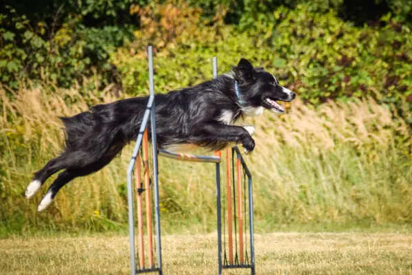 Köpek engellerin üzerinden atlıyor. Czech çeviklik özel eğitiminde harika bir gün.