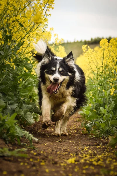 Border collie sarı kolzada koşuyor. Ekmekçisi için koşuyor.