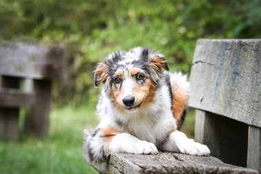 Avustralya çoban köpeğinin yavrusu doğada yatıyor. Parkın yaz doğası.