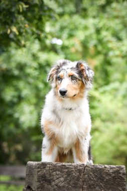 Avustralya çoban köpeğinin yavrusu doğada oturuyor. Parkın yaz doğası.