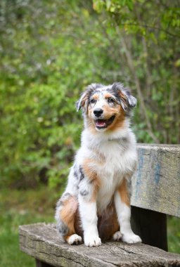 Avustralya çoban köpeğinin yavrusu doğada oturuyor. Parkın yaz doğası.