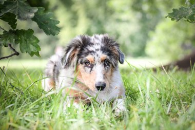 Avustralya çoban köpeğinin yavrusu doğada yatıyor. Parkın yaz doğası.