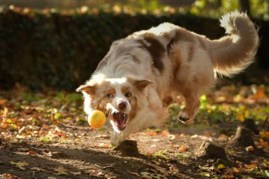 Avustralya çobanı ormandaki yaprakların arasında koşuyor. Parkta sonbahar foto çekimleri.
