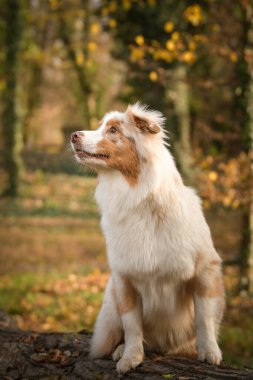 Avustralyalı çoban ormanda oturuyor. Sonbahar portresi..