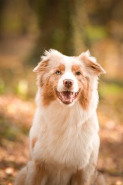 Avustralyalı çoban ormanda oturuyor. Sonbahar portresi..