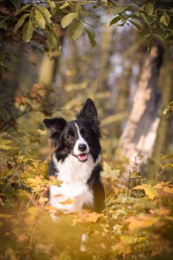 Sınır çobanı ormanda oturuyor. Sonbahar portresi..