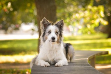 Sınır çobanı bankta yatıyor. Çok tatlı bir köpek..