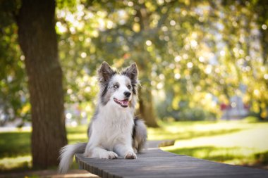 Sınır çobanı bankta yatıyor. Çok tatlı bir köpek..