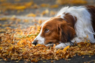 Kooikerhondje sonbahar yapraklarında yatıyor. Çok tatlı bir köpek..