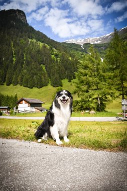 Border Collie 'nin portresi Glossglockner yakınlarında Avusturya' da oturuyor..