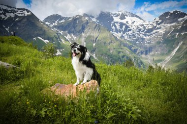 Border Collie 'nin portresi Glossglockner yakınlarında Avusturya' da oturuyor..