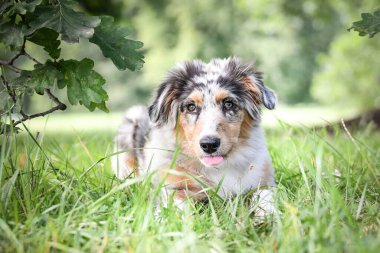 Avustralya çoban köpeğinin yavrusu doğada yatıyor. Parkın yaz doğası.
