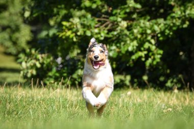Avustralya çoban köpeği yavrusu doğada koşuyor. Parkın yaz doğası.