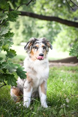 Avustralya çoban köpeğinin yavrusu doğada oturuyor. Parkın yaz doğası.